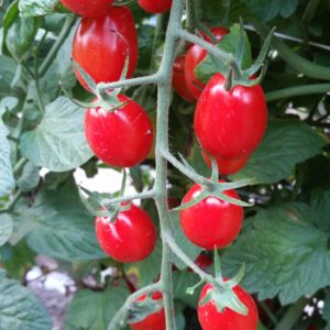 Tomatoes - Grape/Cherry - per pint