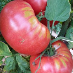 Tomatoes - Heirlooms - per pound