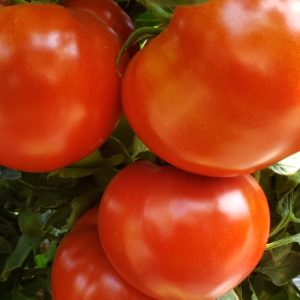 Tomatoes - Beefsteak - 20 lb Box