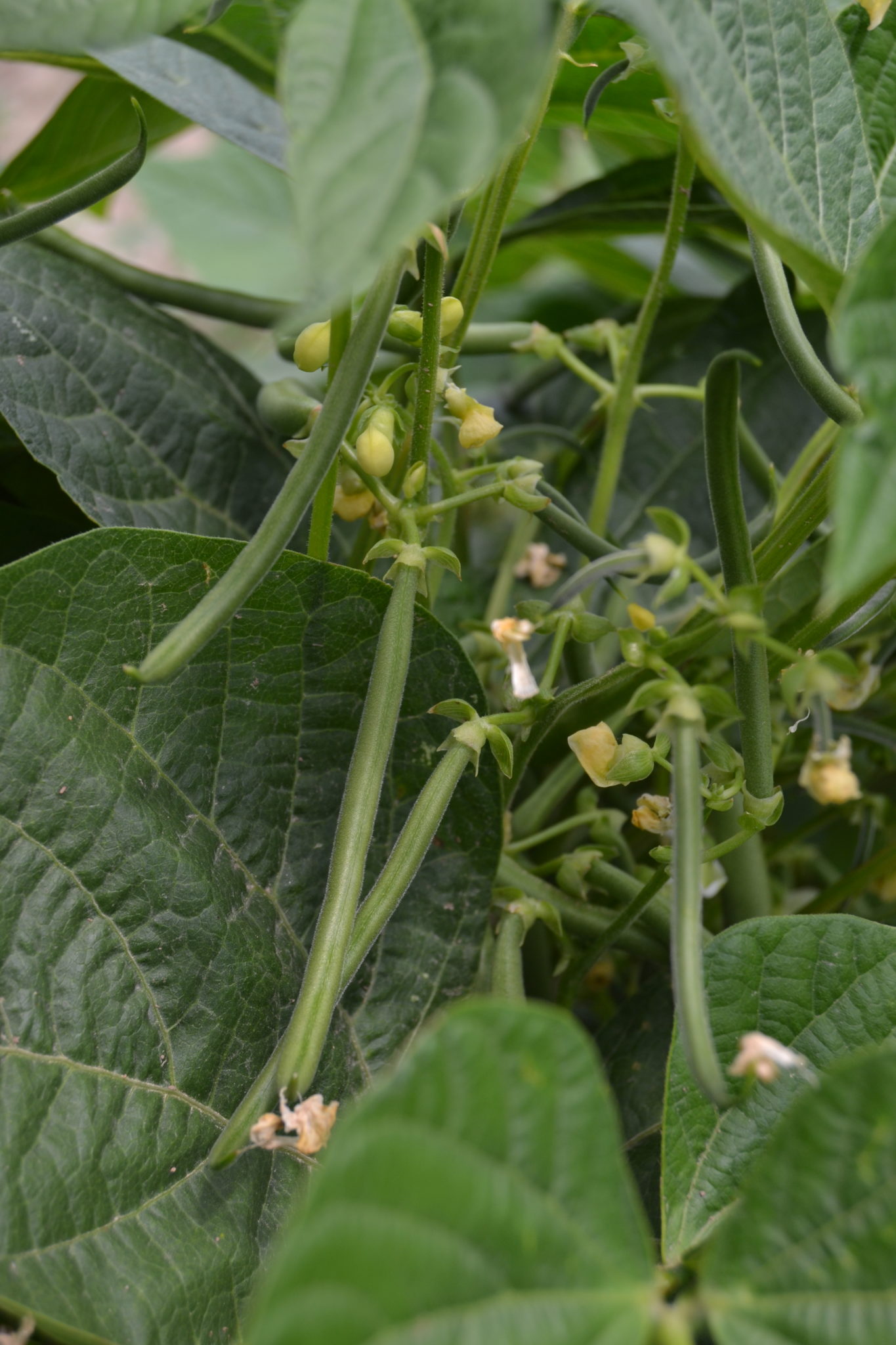 Green Beans per pound Leroux Produce