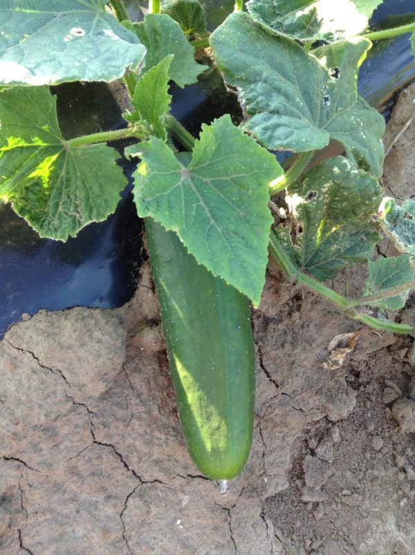 Slicer Cucumbers