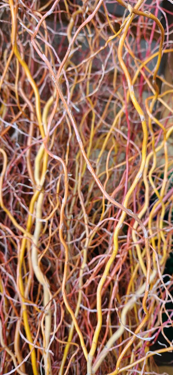 S. penduline f. erythroflexuosa ‘Sunny Twist’ 8’ to 9’ height Main stems golden/reddish, with finer branches being golden/mustard.