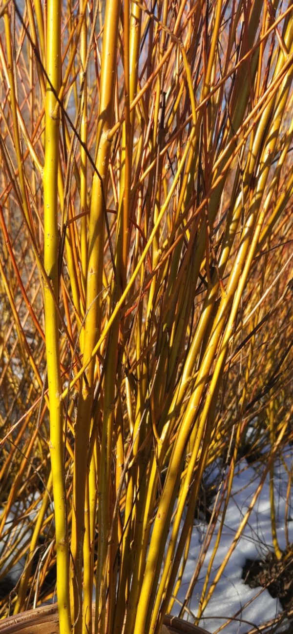S. x fragillis f. vitellina ‘Flame Yellow’ 8’ to 10’ height Bright golden, reddish rods, with some branching
